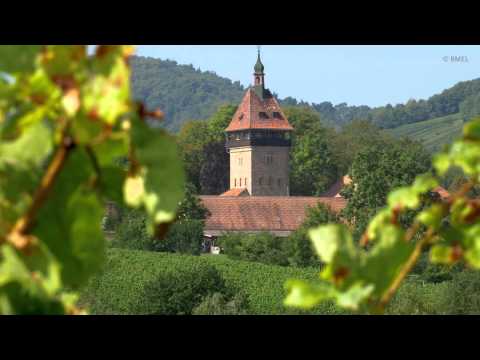 Weinbau in Deutschland
