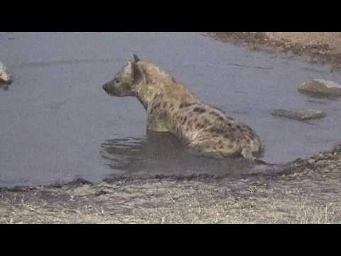 Djuma: Lone Hyena drinking while mud sliding - 18:01 - 09/26/18