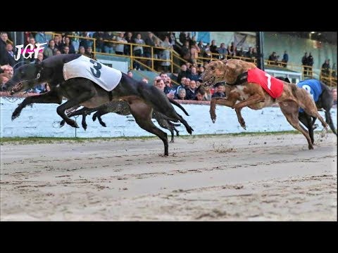 Australian greyhound racing - Distance 600m