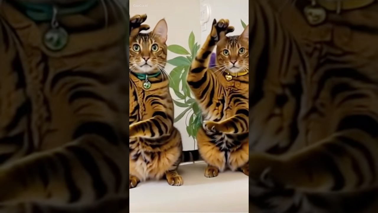 バクレツにゃす🤟