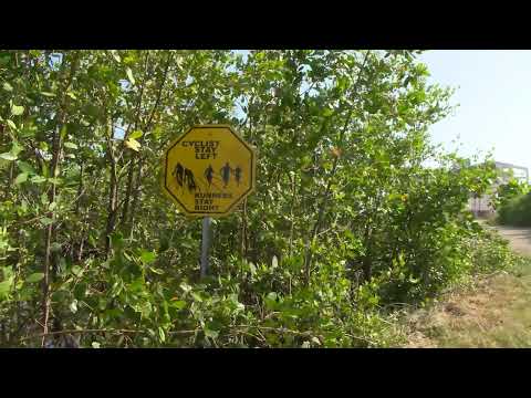 Marion Jones Mangroves Finally Cut Down