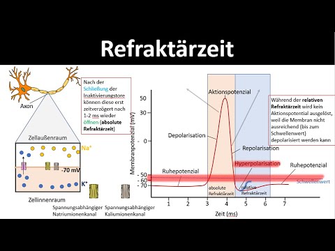 Refractory period [absolute and relative refractory period] - [Neurobiology, advanced level]