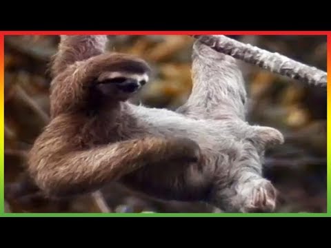 🐒 Zoboomafoo 257 | Super Claw | Animal shows for kids | Full Episodes | HD 🐒