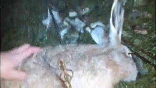 Как поймать зайца зимой на капкан