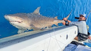 Lizzy Capri VS Giant Sharks