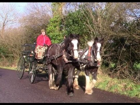 How to Hitch Up A 4-Wheel Horse Carriage (– Flora’s First Trip!)