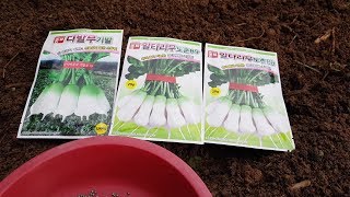 알타리,다발무 파종시기와 재배방법 알려드립니다.