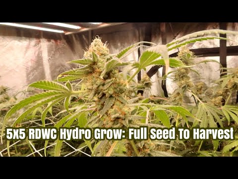 , title : 'Hydro Cannabis Grow 🌱 From Seed To Harvest (RDWC Hydroponics Grow)'