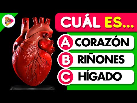 How Much Do You Know About the HUMAN BODY? 🧠🫁👁️ | 35 Questions | Trivia Challenge ✅