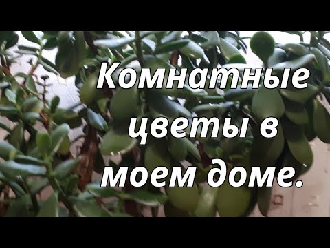 Комнатные цветы в моем доме. Комнатные растения.