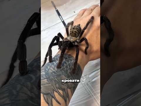 Паук с тысячей малышей! 😱