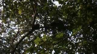 preview picture of video 'Howler Monkeys Peeing on People From Trees Part 2'