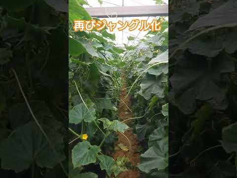 園芸温室の設置は簡単ですか？タスクを明確にするために知っておくべきすべての良いこと  庭園