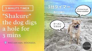 3 minutes timer 3分タイマー バリ島のシャクレ犬リラさんが海でただただ穴を掘る3分間。"Shakure" the dog digs a hole for 3 mins.