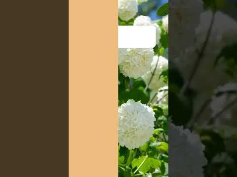 Arogyavardhini vati tablet