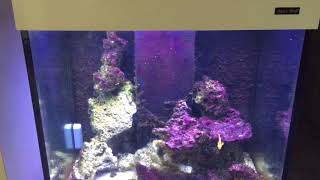 The resurrection plan