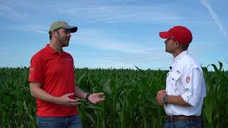 Managing Tar Spot in Corn