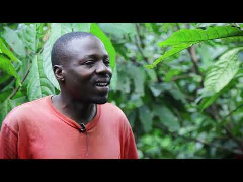 MUSEVENOMICS: ELVIS COCOA FARMER - MAYUGA DISTRICT