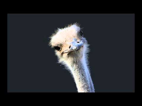 Promesja - Ballada o Pszemku