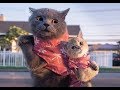 New Aaron 039 s Animal 039 s Video Compilation New Aaron 039 s Animal 039 s Video Compilation