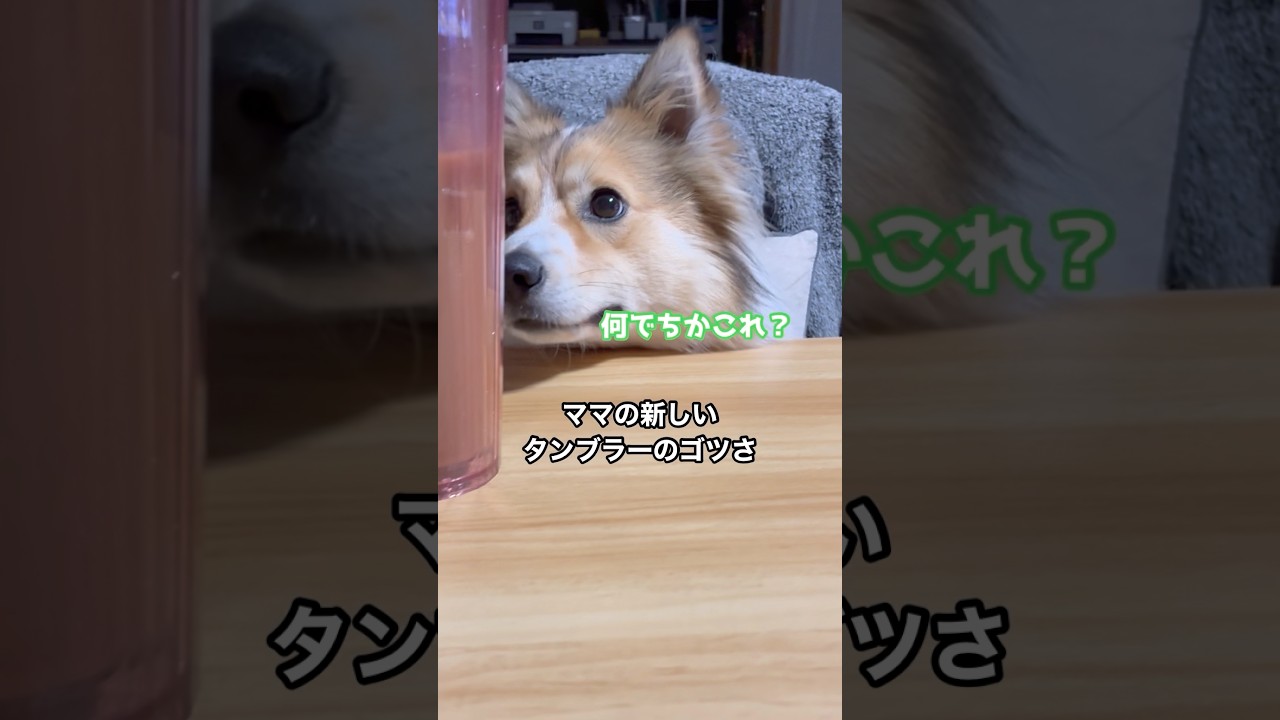 ビスケの夜の一コマ #ポメコギ #ポメコーギー #おしゃべり