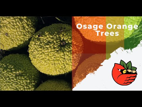 Osage Orange Trees
