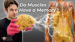 Why You REGAIN Strength, Size, &amp; Skills FASTER: Muscle Memory