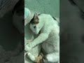 Blanquito
