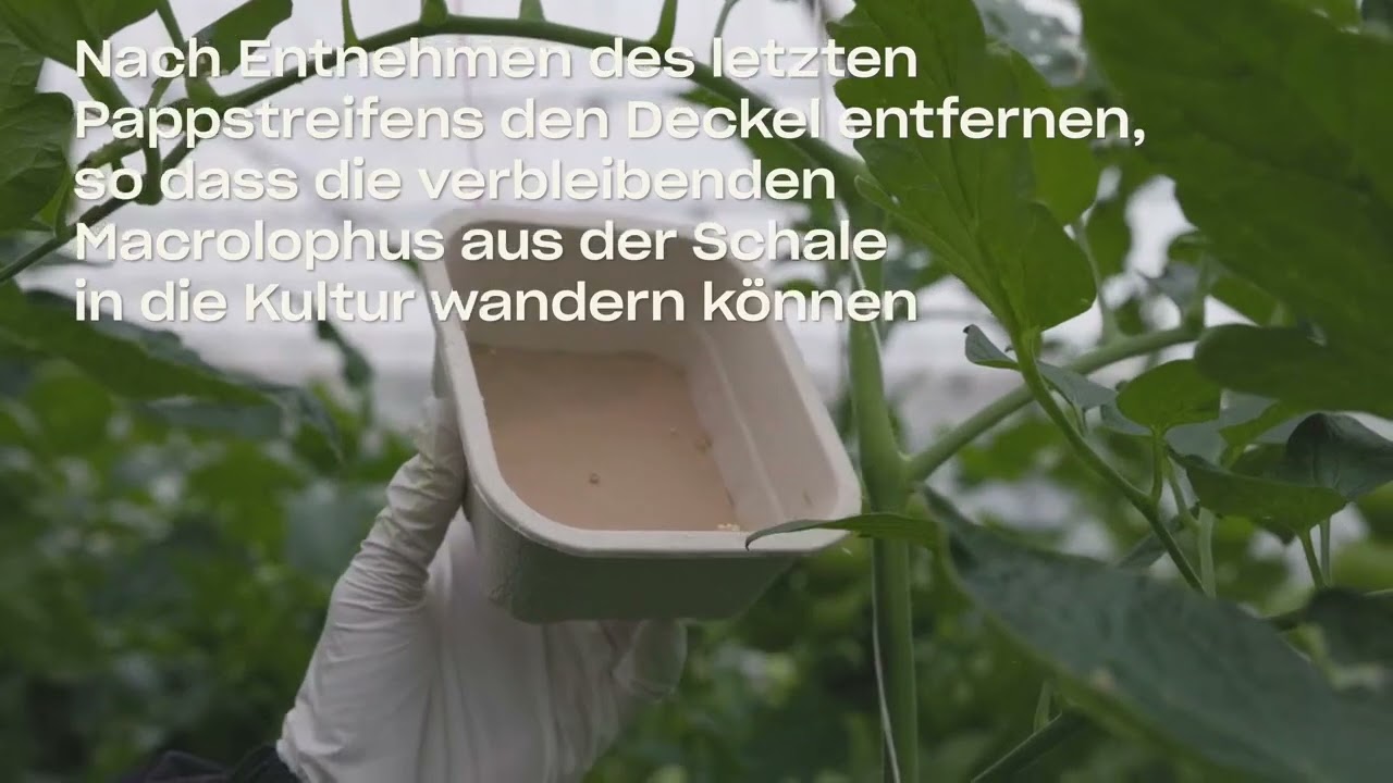 Video preview poster