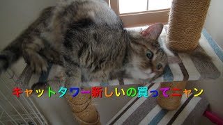 キャットタワーにスリスリ🐈 Rubbing cat tower