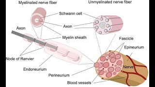 Composition of Nerve Fibres; structures that transmit electrical impulses