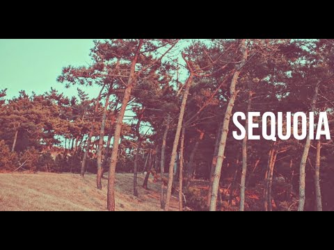 Video thumbnail for Sequoia