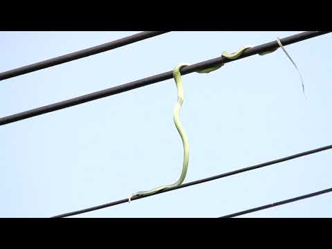* Lustige Videos Schlange auf Vogeljagd auf der Stromleitung - funny video clips,youtube,most,funny