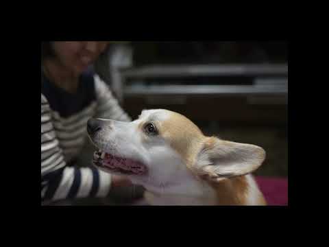 庭にリラクゼーションエリアを作る パーゴラのカーテン テラス 鉢植えの庭の植物