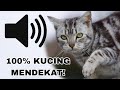 SUARA KUCING MENGEONG MEMANGGIL TEMANNYA