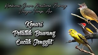Download lagu Kombinasi Suara Masteran Burung Kenari Pelatuk Bawang Cucak Jenggot mp3