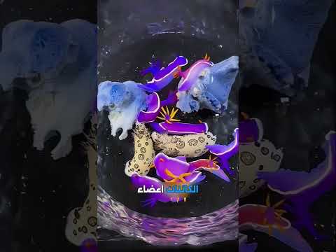 أغرب طرق تكاثر الحيوانات! 🛑 الأخطبوط يضحي بذراعه ويموت! 😱
