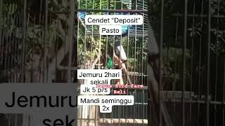 Download lagu tips rawatan cendet pastol agar gacor #hobbiburung #birds #masteran #cendet #kicaumania mp3