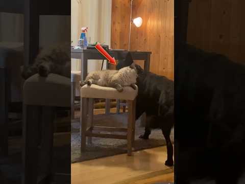 The Epic War Between Dogs And Cats #shorts