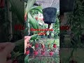 Dừa Bonsai Cheo Ngược độc đáo Và Sáng Tạo Bonsai Kelapa Terbalik Unik Dan Kreatif