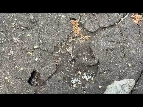 Ants Nesting in the Cracks of Pavement in...