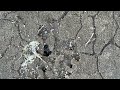 Ants Nesting in the Cracks of Pavement in Bound Brook, NJ