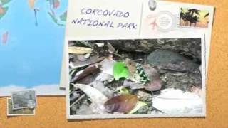 preview picture of video 'Green and Black Poison Dart Frog in Corcovado National Park'