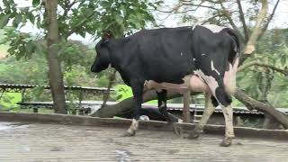 Vídeo 11 - 1º LEILÃO ANUAL SITIO TIMOTEO | VACAS 3/4 E 7/8
