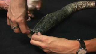 Animal Crossdressing (2002) by Nina Katchadourian