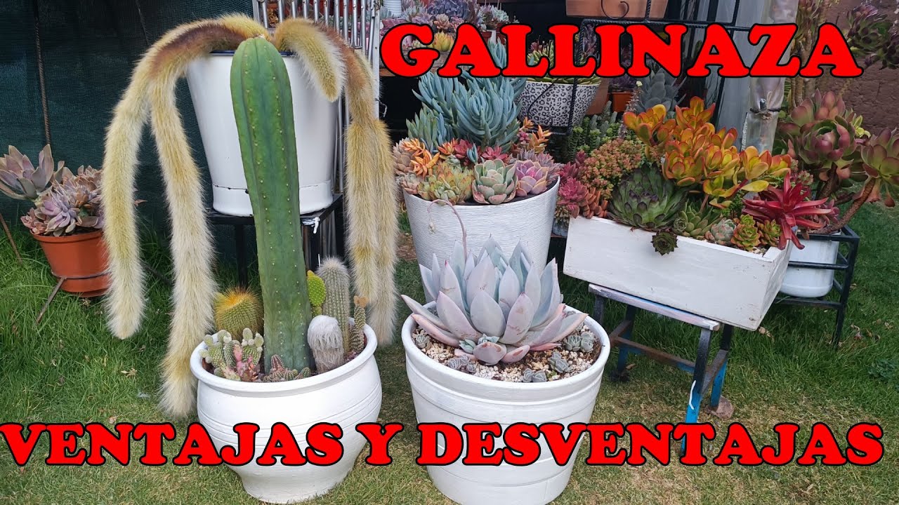 Ventajas y desventajas de la gallinaza en el cultivo suculento. #trasplantesuculento