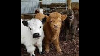 FEED LOT CRASH COURSE: AP Human Geography unit 4 agriculture