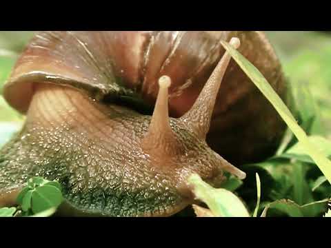 MATTEO CICCHITTI & MUSICA ELEGENTIA - Il sogno del silenzio