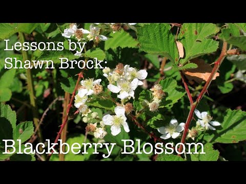 Bluegrass Guitar Lesson: Blackberry Blossom