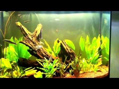 Planted discus aquarium May 16th 2013 - UV Sterilizer added.